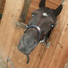 Anden særlig race Black (: (har redet)