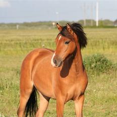 Welsh Cob (sec D) Ellebæks Mellody 