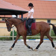 Dansk Varmblod Lunderup's Red Hot Chili 