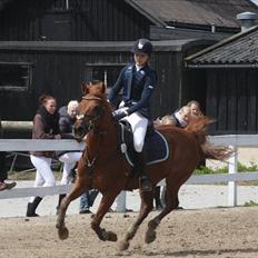 New Forest / Araber | Silas <3