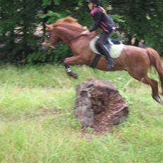 New Forest / Araber | Silas <3