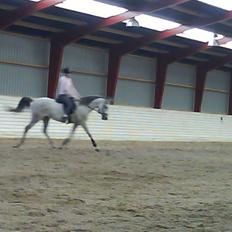 Arabisk fuldblod (OX) Fazra <3