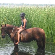 New Forest / Araber | Silas <3