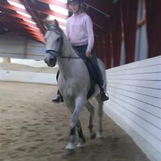 Arabisk fuldblod (OX) Fazra <3
