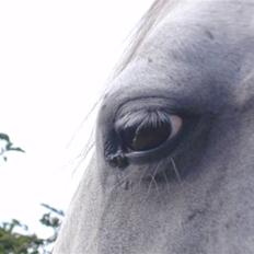 Anden særlig race Dj Gambler(tilbage sendt 