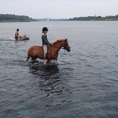 Anden særlig race Mataya