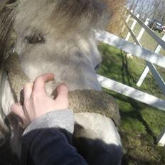 Anden særlig race Hygums Kiki