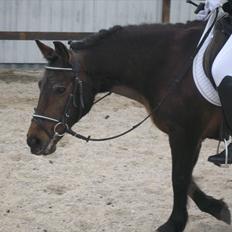 Anden særlig race Fiona - red