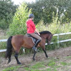 Anden særlig race Fiona - red