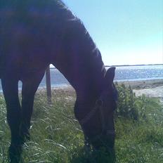 Anden særlig race Fiona - red