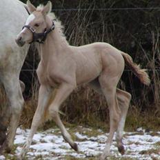 DSP Slæbækgaards Miss Sophy
