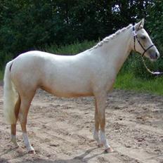 DSP Slæbækgaards Miss Sophy