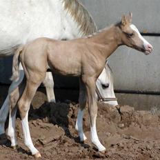 DSP Slæbækgaard Armani