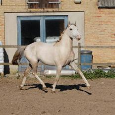 DSP Slæbækgaard Armani
