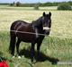 Anden særlig race Dina-SOLGT-