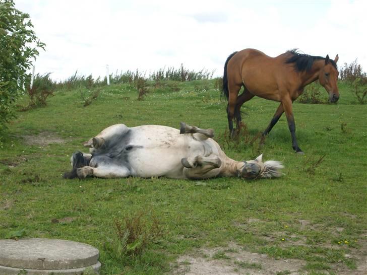 Fjordhest Jokum billede 1
