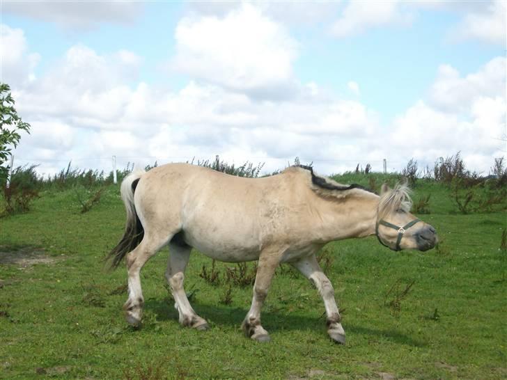 Fjordhest Jokum billede 2