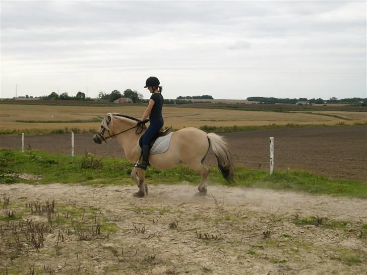 Fjordhest Jokum billede 3