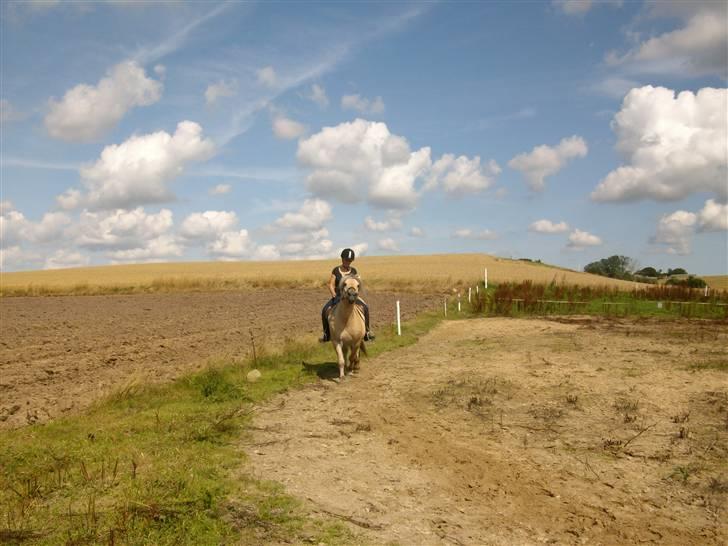 Fjordhest Jokum billede 4