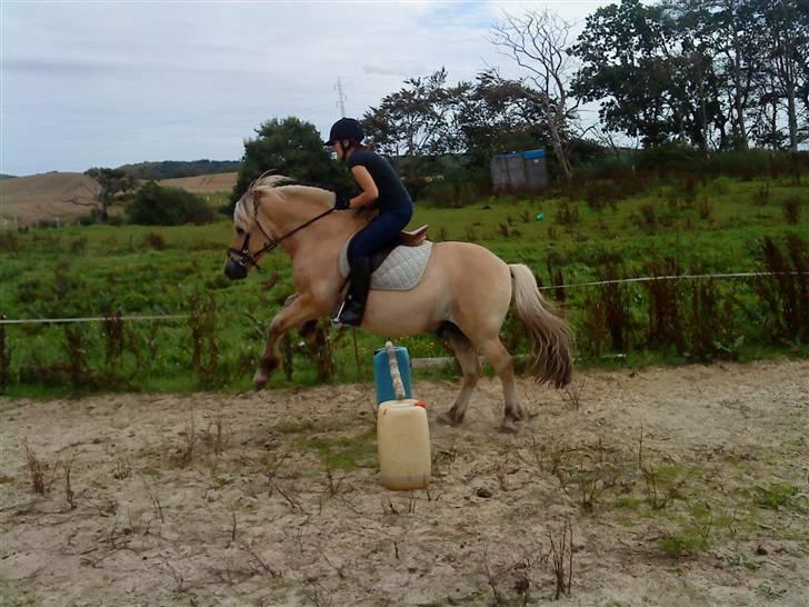 Fjordhest Jokum billede 5