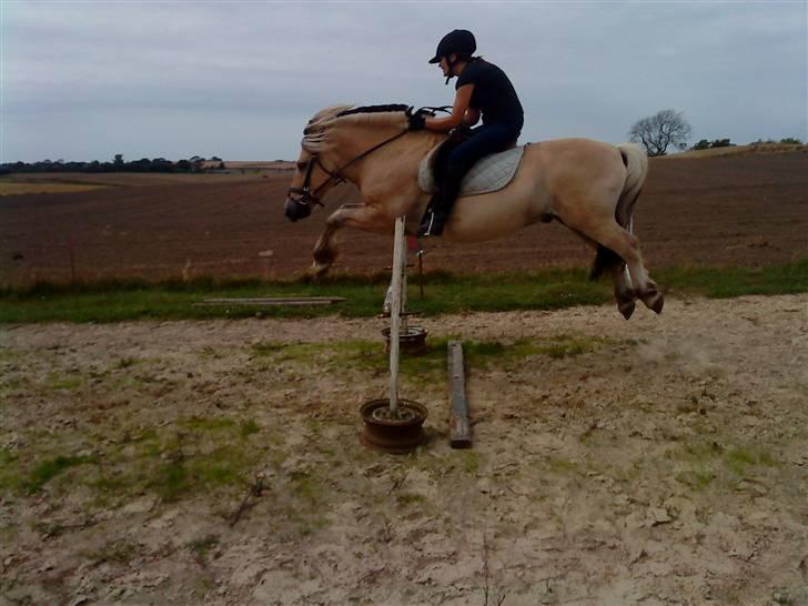 Fjordhest Jokum billede 6