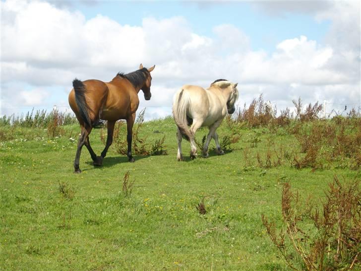 Fjordhest Jokum billede 7