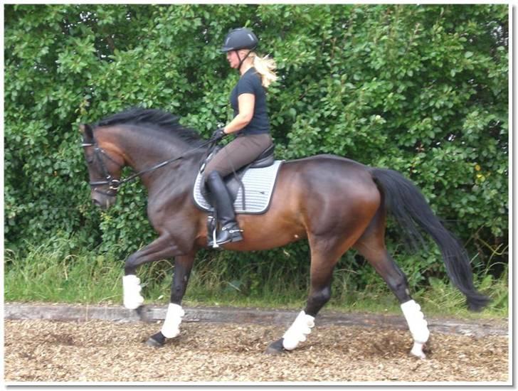 Dansk Varmblod Højersmindes Sheer - Min første måned med Sheer billede 2