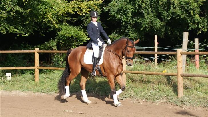 Belgisk varmblod Fronsac billede 14