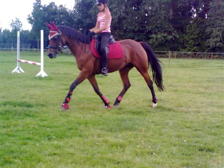 DSP Lille daugårds Tutsi - Tuts frisk på springbanen..  billede 18