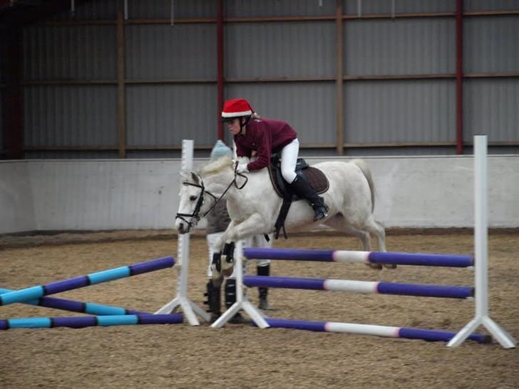 Welsh Pony (sec B) Dundee - (red) solgt! - *11* Her er vi over 75 cm. Elsker dig skat<3 Taget af: Ole I belive i can flive;) MAN MÅ IKKE KOPIRE MINE BILLEDER!! billede 11