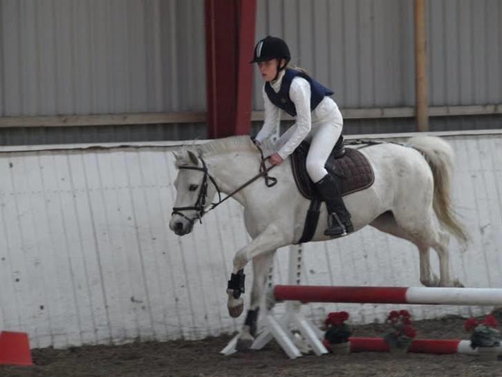 Welsh Pony (sec B) Dundee - (red) solgt! - *12* Sløjfespring på hes. 50 cm fejlfri<3 Taget af Ole I belive i can flive;) MAN MÅ IKKE KOPIRE MINE BILLEDER!! billede 12