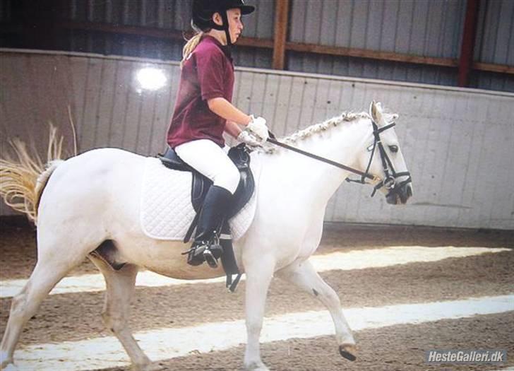 Welsh Pony (sec B) Dundee - (red) solgt! - *13* Mit første stævne på Dundee. Delt første plads (: MAN MÅ IKKE KOPIRE MINE BILLEDER!! billede 13