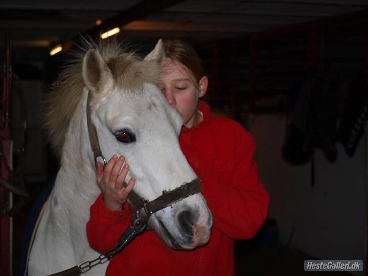 Welsh Pony (sec B) Dundee - (red) solgt! - *15* I love you 4-ever!! <3<3 taget af: Clara. MAN MÅ IKKE KOPIRE MINE BILLEDER!! billede 15
