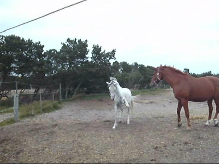 Anden særlig race Dj Gambler(tilbage sendt  - hej..jeg hedder Gambler. velkommen til min profil .jeg elsker at lege.så giv dig god tid :D billede 1