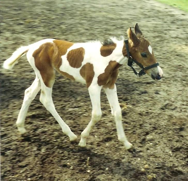 Pinto †Wivarto<3R.I.P 14/9-10;/† billede 8