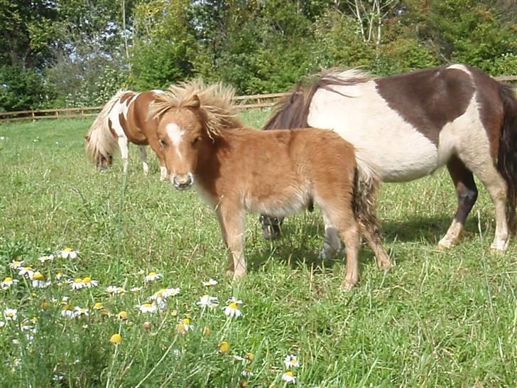 Miniature Filur billede 14