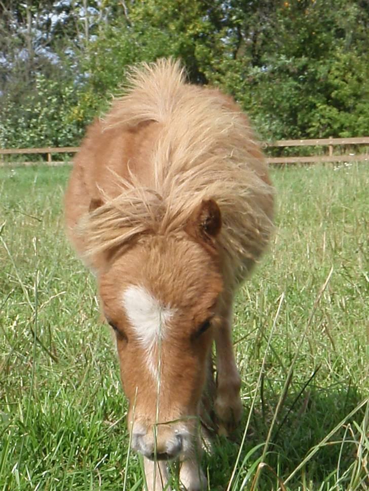 Miniature Filur billede 15