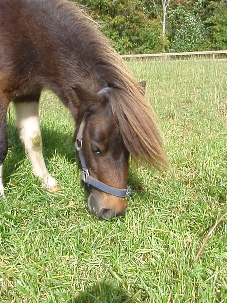 Shetlænder snøvsi  billede 16