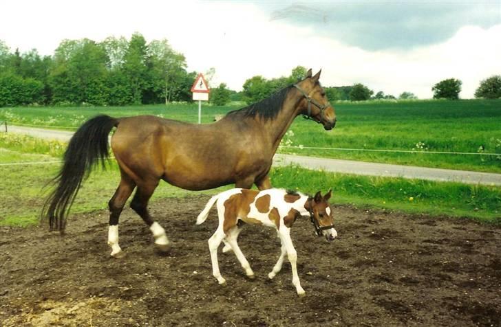 Pinto †Wivarto<3R.I.P 14/9-10;/† billede 9