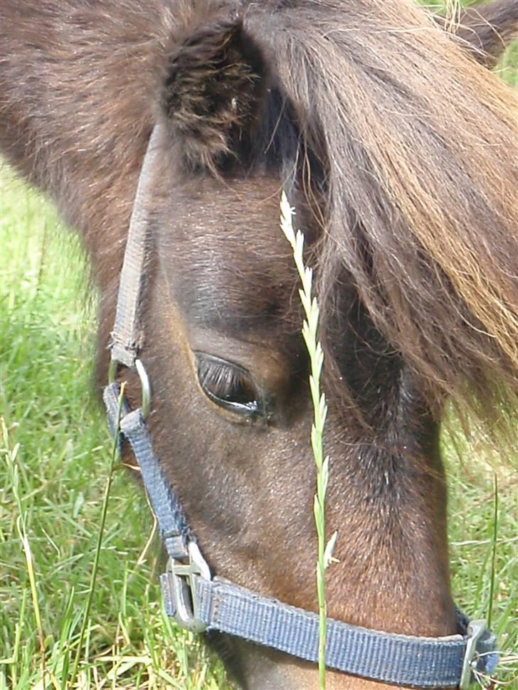 Shetlænder snøvsi  billede 17