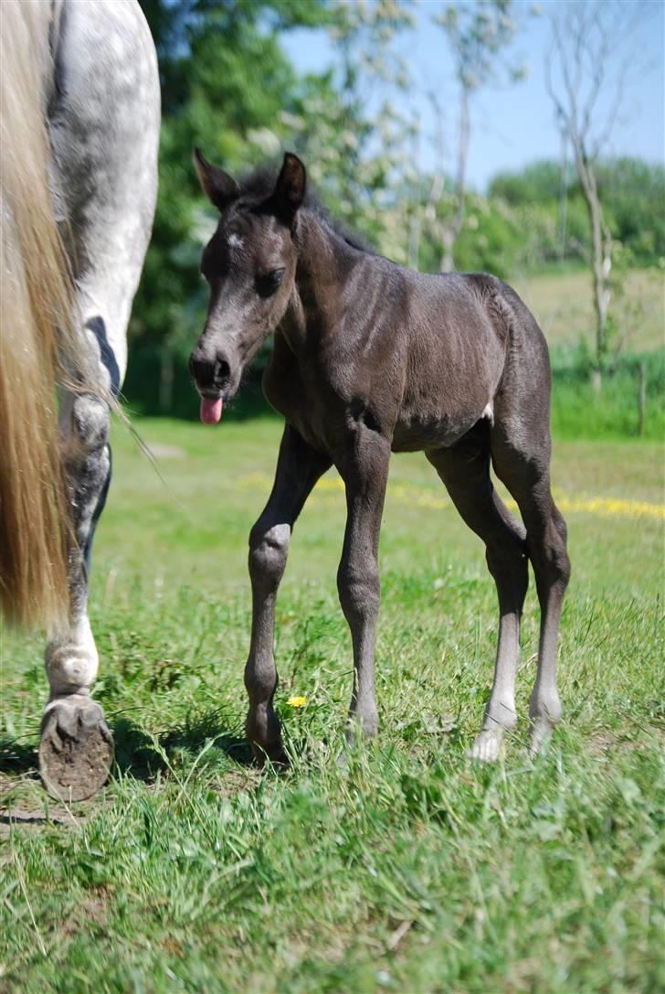 New Forest Hallinds Kaiser  - Min tunge er SÅÅÅÅÅÅ lang billede 6