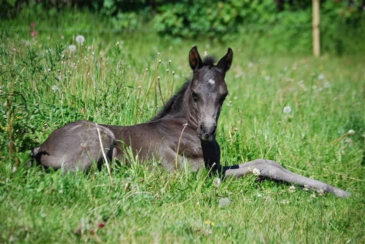 New Forest Hallinds Kaiser  billede 7