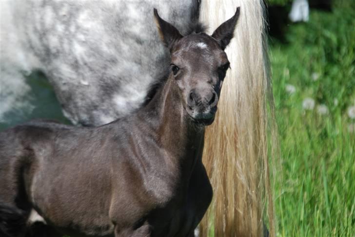 New Forest Hallinds Kaiser  - BØLLE!?! Hvem kalder du Bølle? billede 8