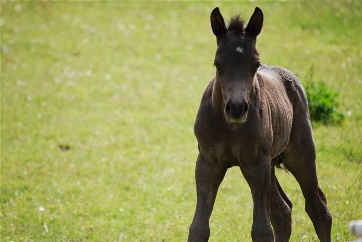 New Forest Hallinds Kaiser  - HVAD!!!??? billede 10