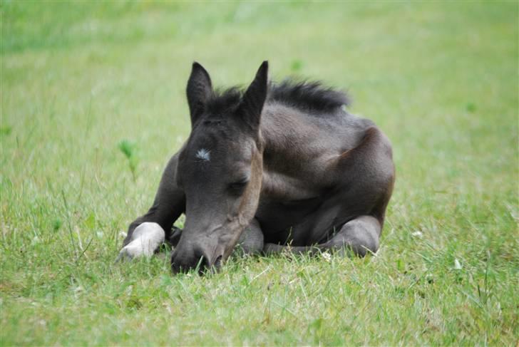 New Forest Hallinds Kaiser  - Sååååå træt....... billede 12