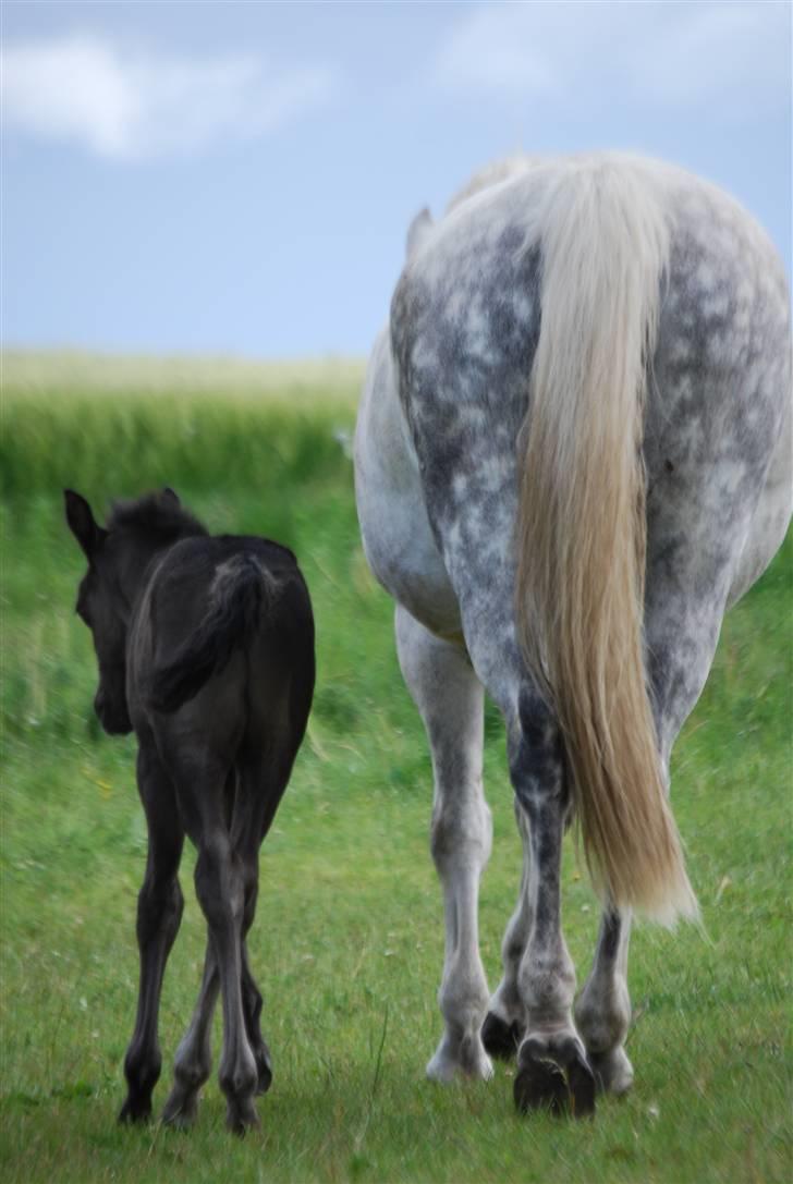 New Forest Hallinds Kaiser  - Når enden er god...... billede 16