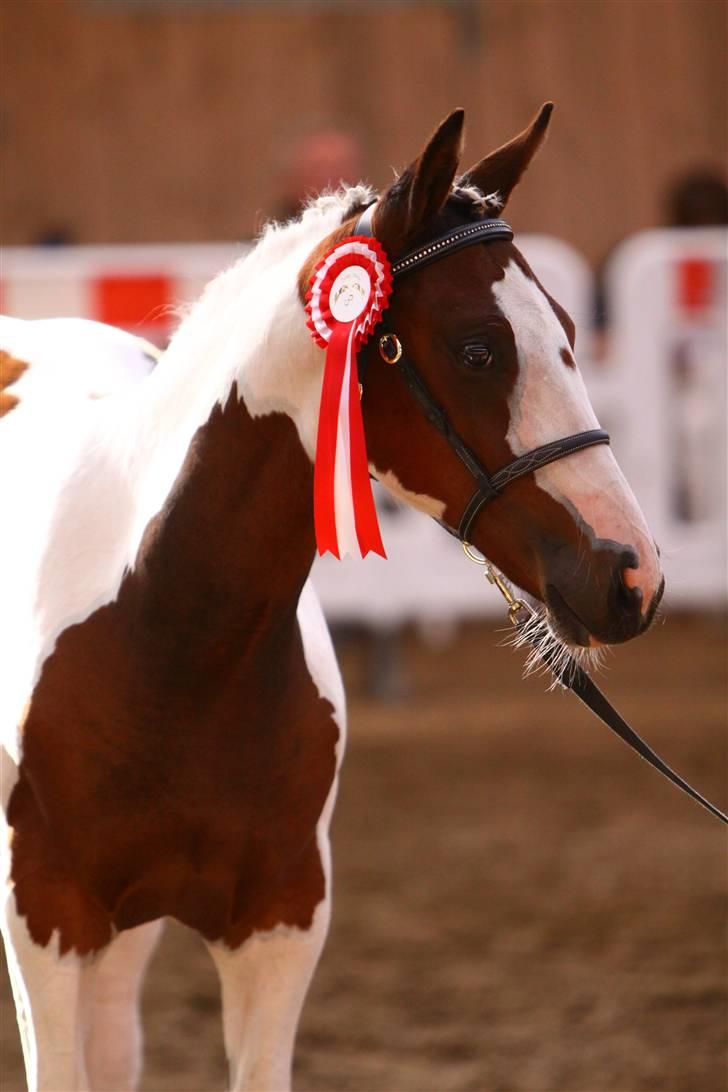 Pinto Kærvang´s Savannah - næsten 5 mrd gammel, til følskue, hvor hun fik 8 i helhed.. billede 15