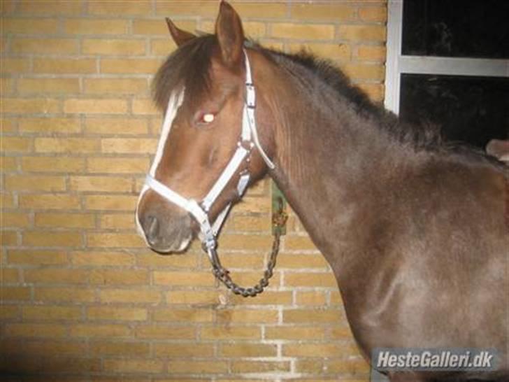 Welsh Pony af Cob-type (sec C) den bleekenhof tinka(SOLGT) billede 12
