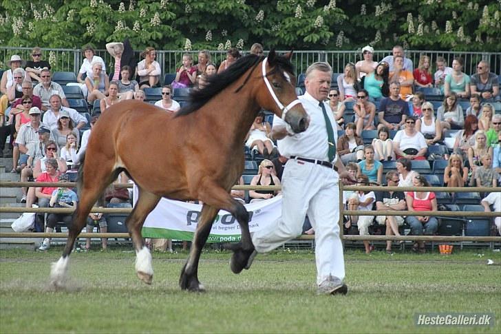 Welsh Cob (sec D) Valhallas Zambuca - Zambuca til Roskilde dyreskue som 2 års :D  (Foto:ABSO og Tamara - Facinelli/Carlisle<3 ´) billede 15