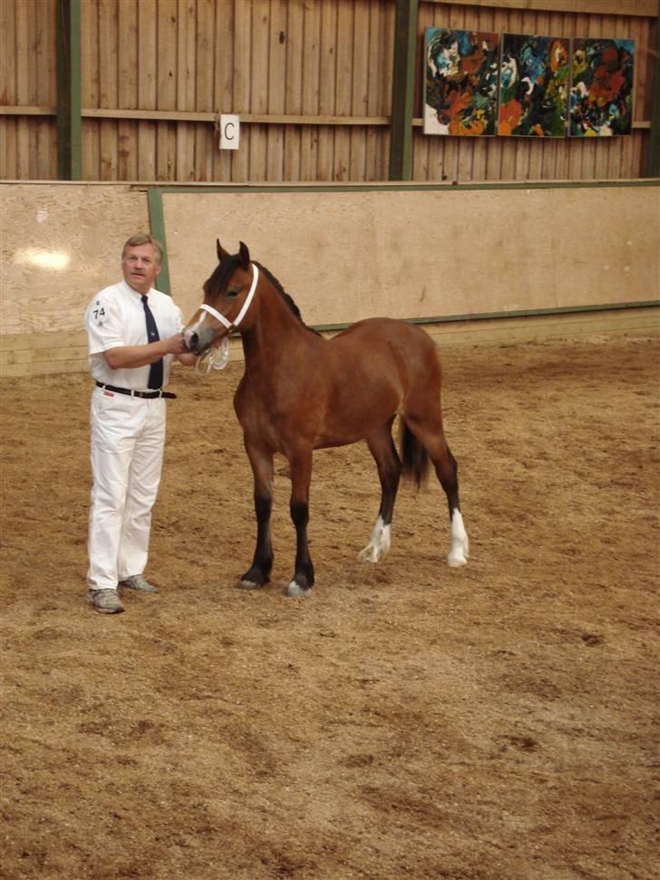 Welsh Cob (sec D) Valhallas Zambuca - zambuca til plageskue 2009 billede 8